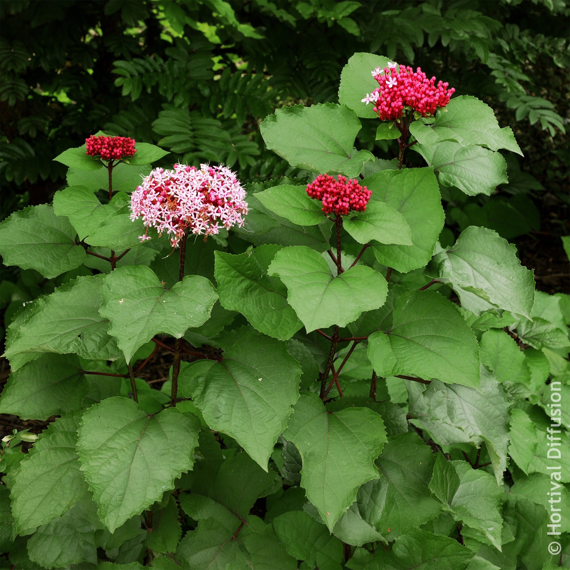 Clerodendrum bungei - Bunges kansboom - Bloeiende heesters