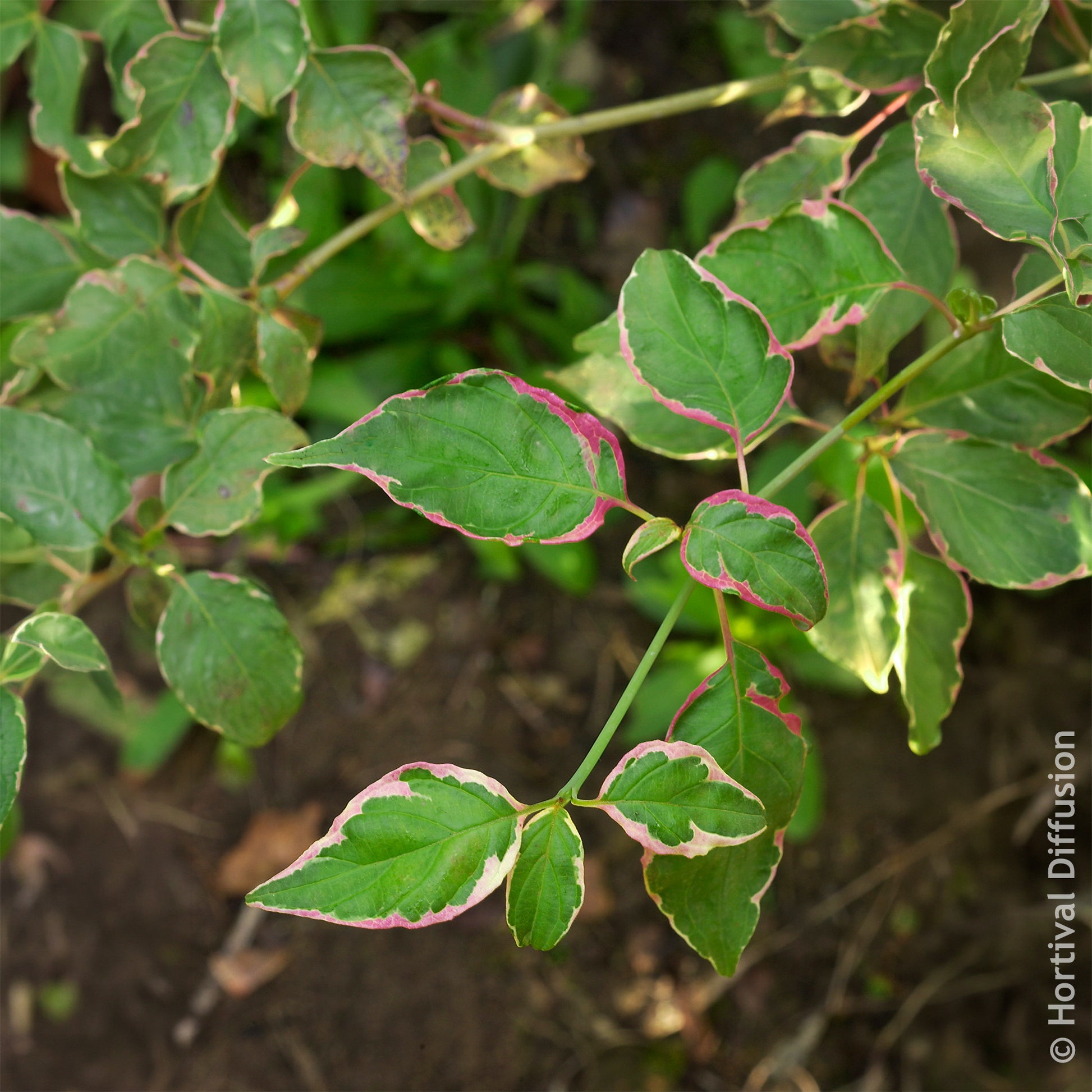 Cornus alternifolia Pinky Spot Pot - Pagodekornoelje Pinky Spot - Heesters