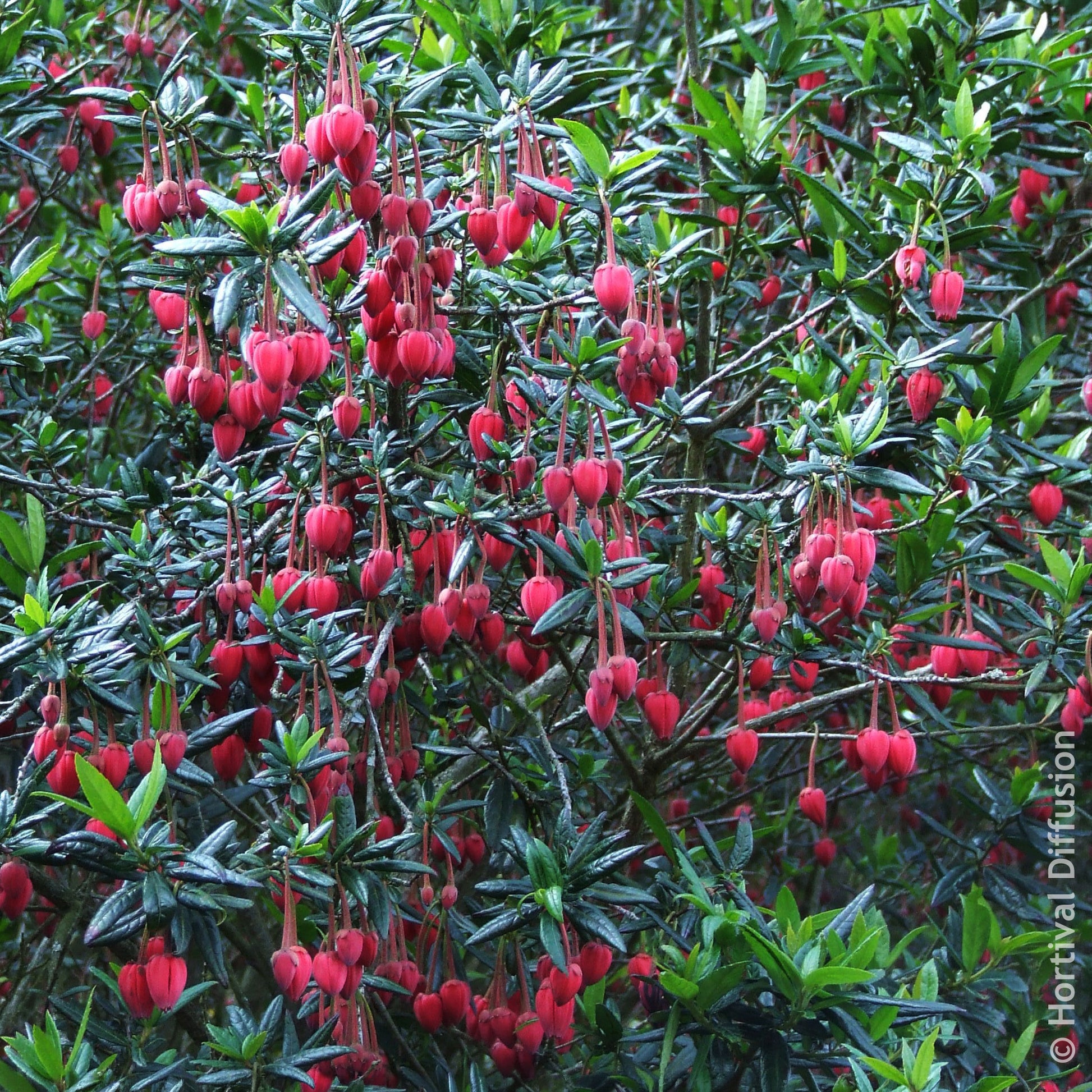 Lantaarnboom - Crinodendron hookerianum - Bakker