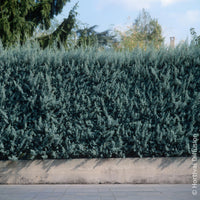 Arizona cipres Fastigiata - Bakker