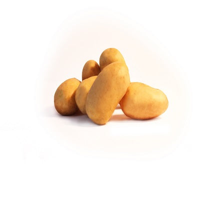 Aardappel 'Blanche' - Solanum tuberosum blanche (cn 991131) - Bakker