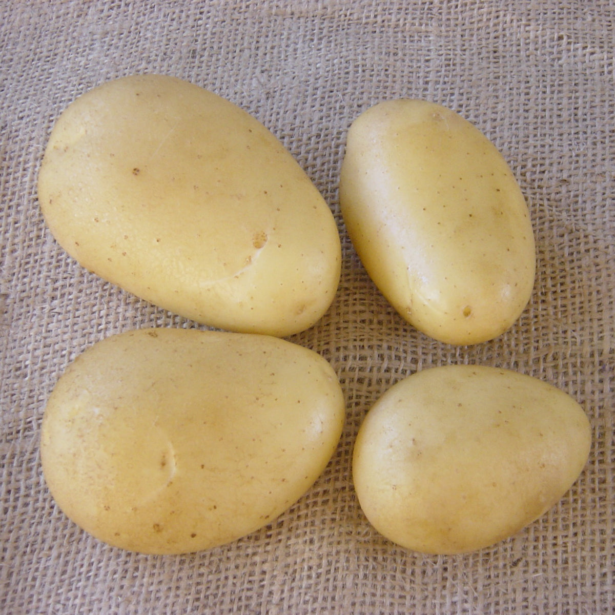 Solanum tuberosum caesar - Aardappel 'Caesar' (x25) - Aardappelplanten