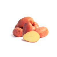 Aardappelplanten - Aardappel 'Rose de France' - Solanum tuberosum rose de france (cirielle)