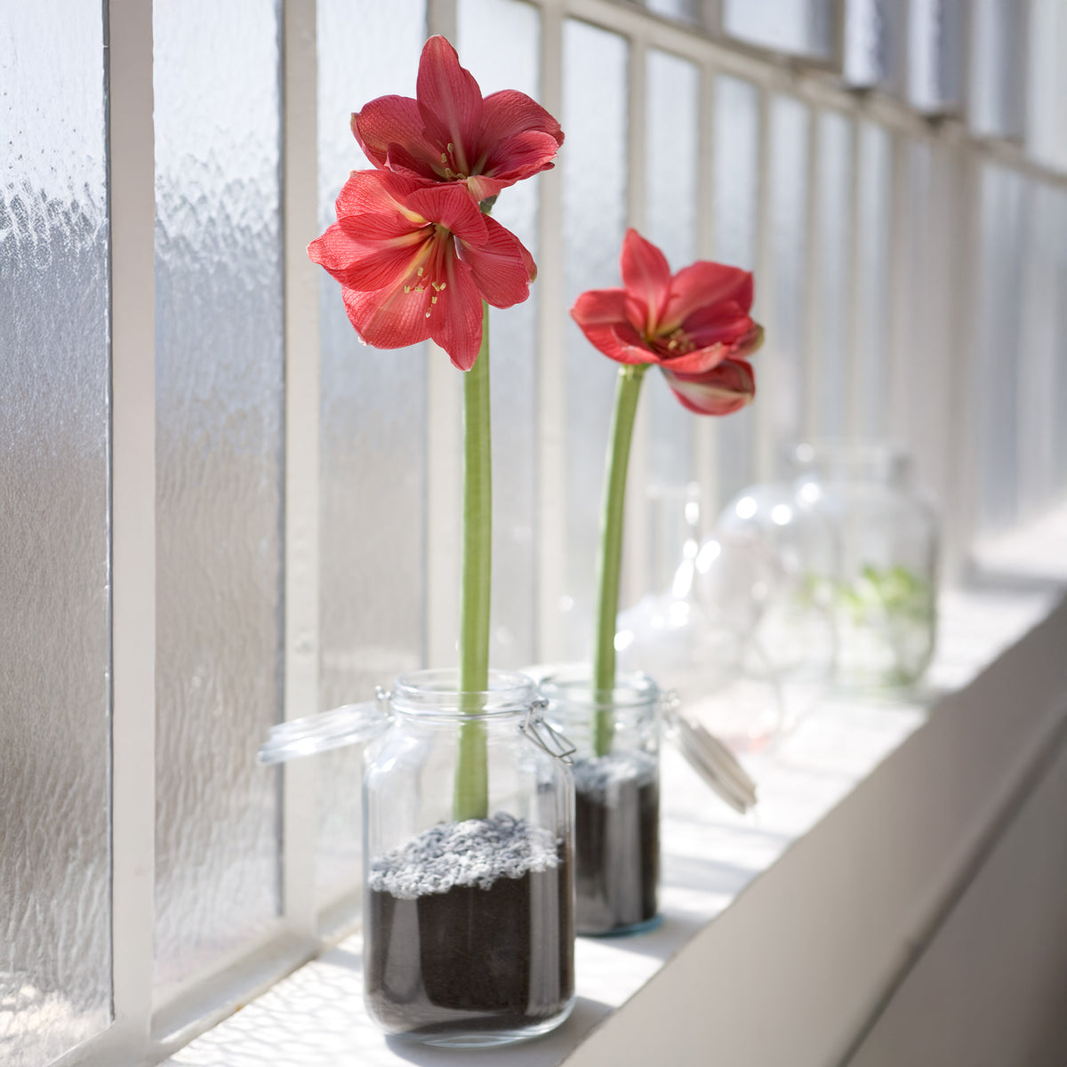 Verkoop Wax  Amaryllis Magic White - Amaryllis Magic White