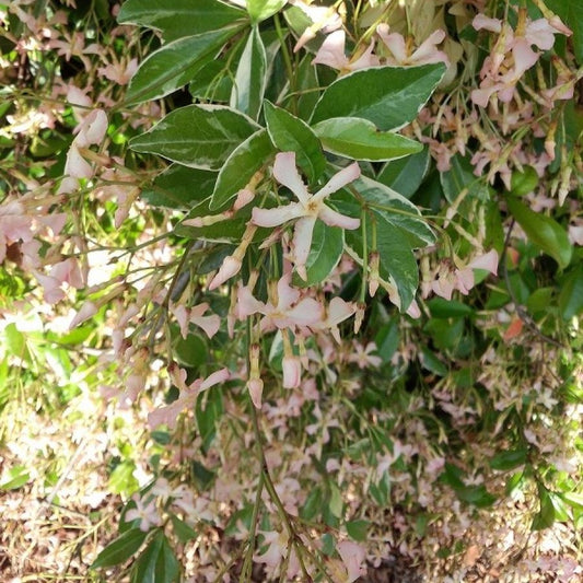 Sterjasmijn Asiaticum Star of Milano® - Bakker