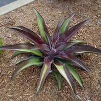 Agave manfredii Mission to Mars ® (Mangave) - Mangave Mission to Mars® - Vaste planten