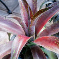 Mangave Mission to Mars® - Agave manfredii Mission to Mars ® (Mangave) - Bakker