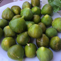 Dwergvijg Ficcolino - Ficus carica Gustis ® Ficcolino - Bakker