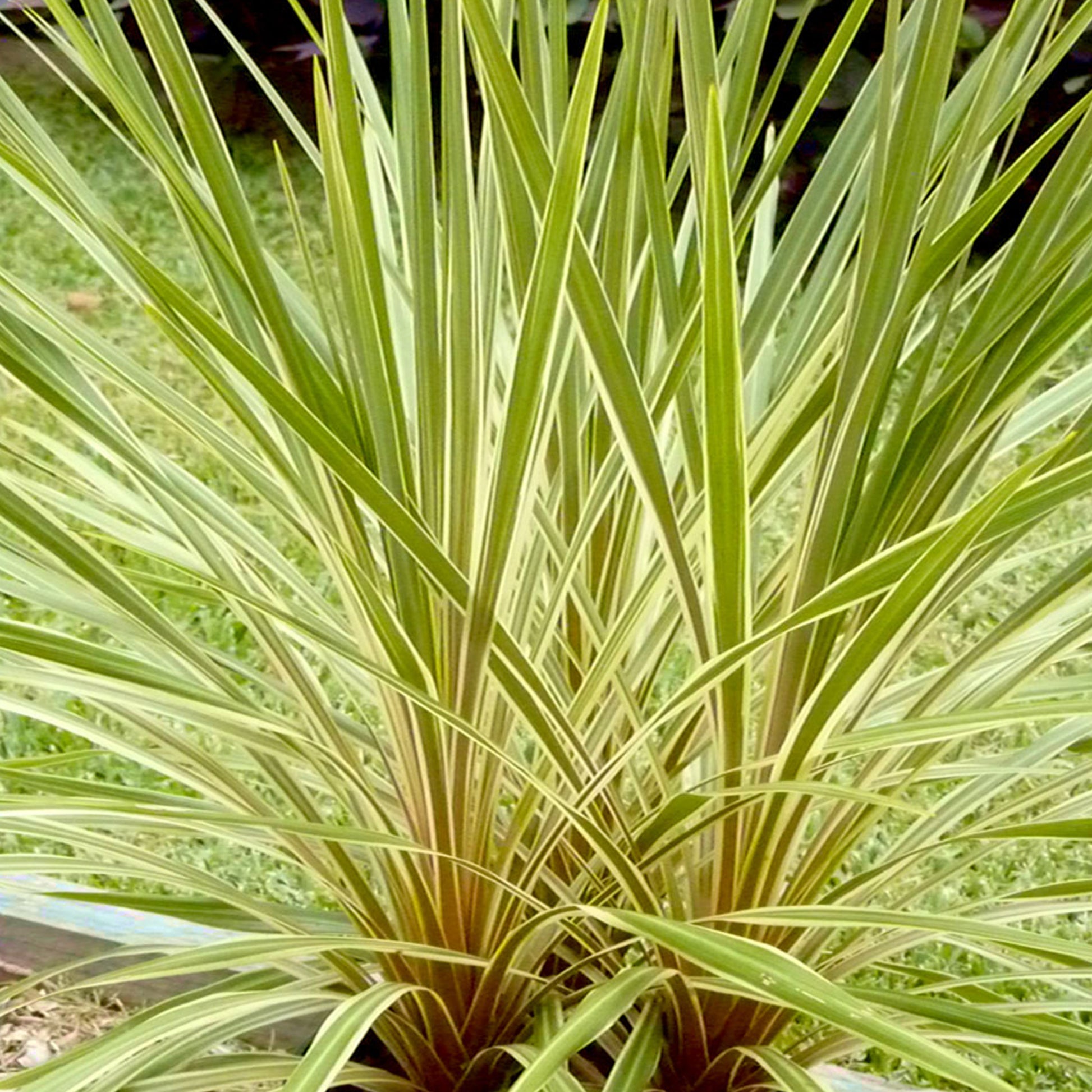 Cordyline banksii - Bakker