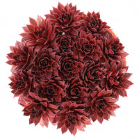 Sempervivum Chick Charms® Strawberry Kiwi - Huislook Chick Charms ® Strawberry Kiwi - Sempervivum - Huislook