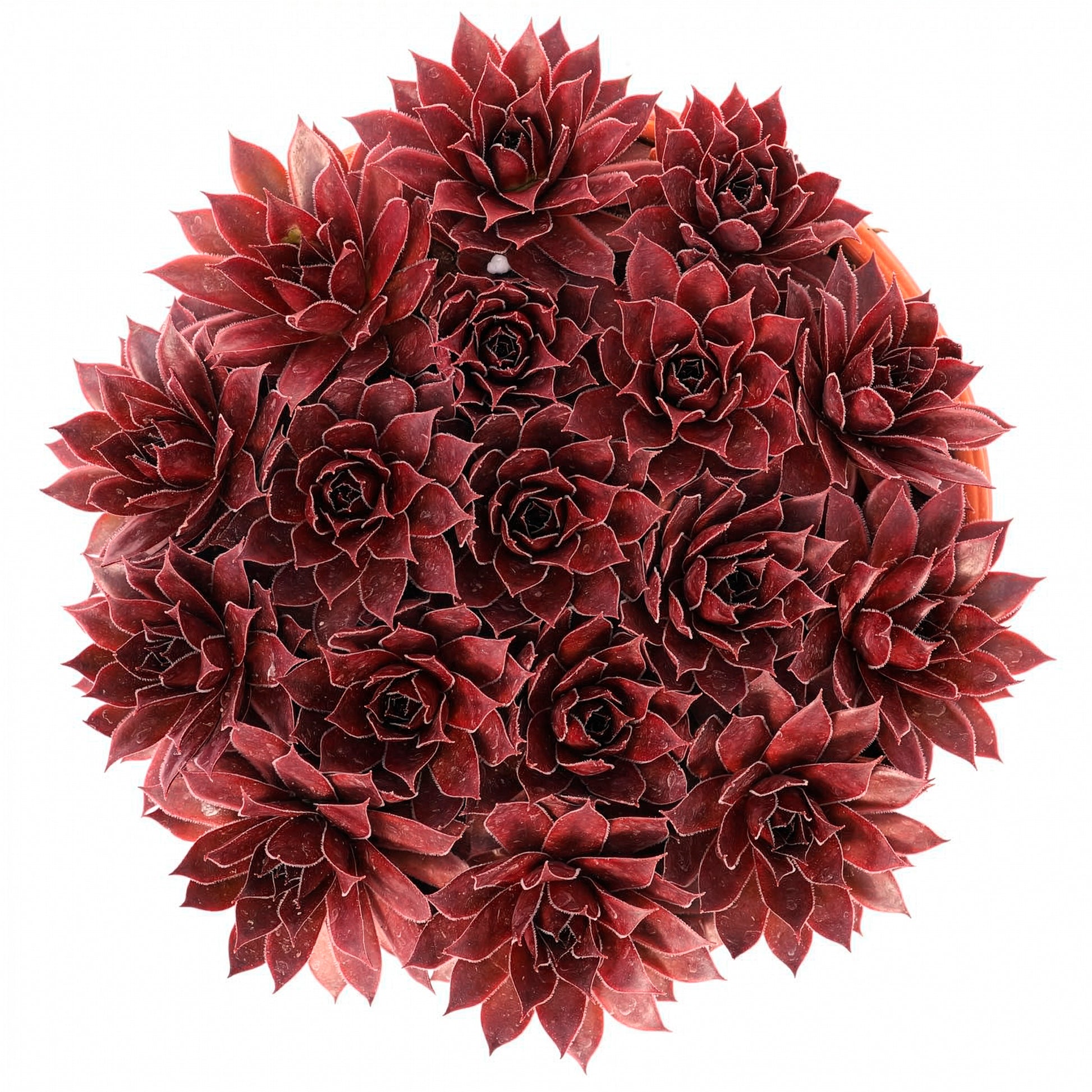 Sempervivum Chick Charms® Strawberry Kiwi - Huislook Chick Charms ® Strawberry Kiwi - Sempervivum - Huislook