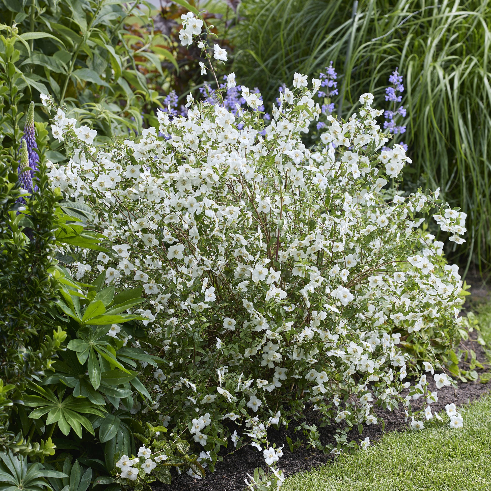 PHILADELPHUS coronarius Petite Perfume white® - Boerenjasmijn Petite Perfume White ® - Bloeiende heesters