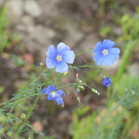 Linum perenne - Overblijvend vlas - blauw - Bloemenzaden