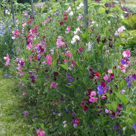 Pronkerwt - blauw + roze + rood + oranje + wit - Bakker