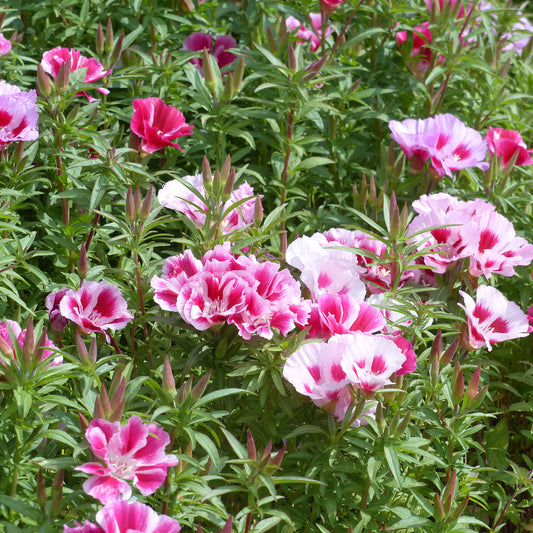 Zomerazalea Mix - Bakker