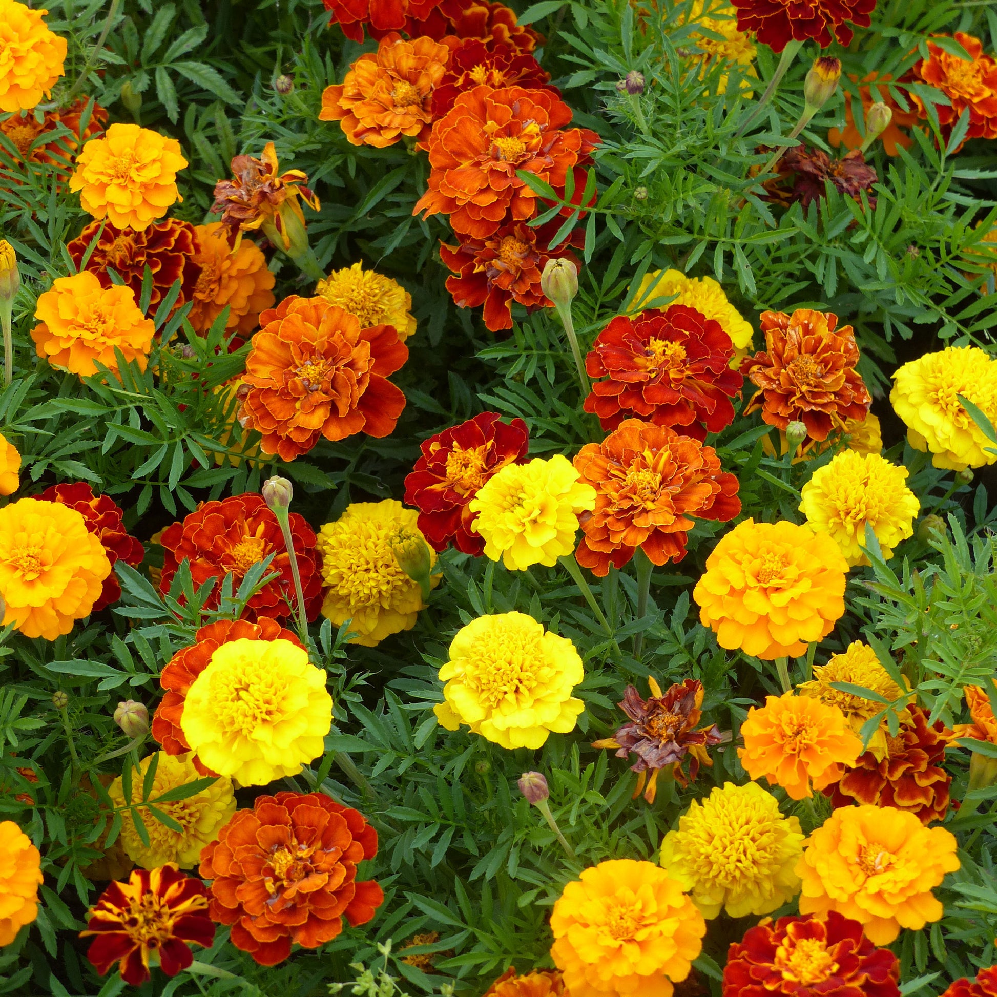 Klein Afrikaantje - Tagetes patula - Bakker