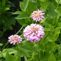Zinnia Mix 'Peppermint Stick' - Zinnia peppermint - Bakker