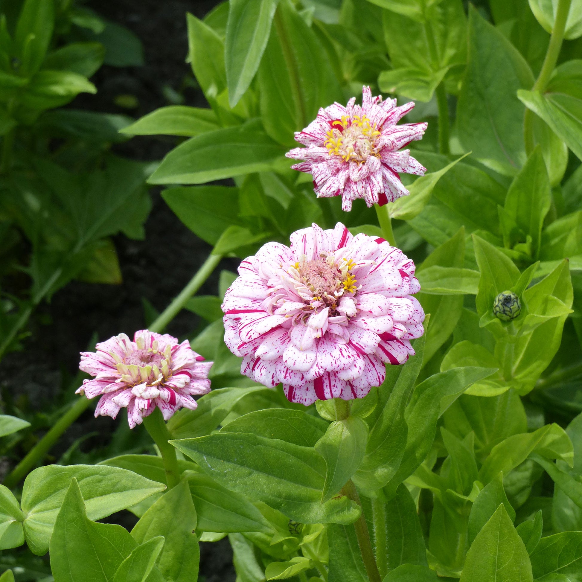 Zinnia Mix 'Peppermint Stick' - Zinnia peppermint - Bakker