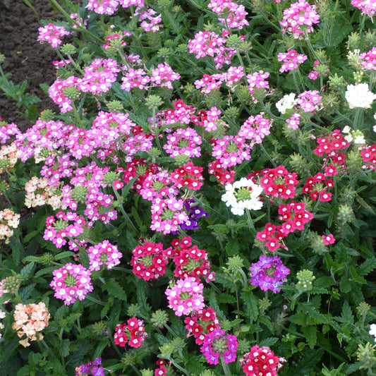 Grootbloemige Glandularia Mix - Bakker