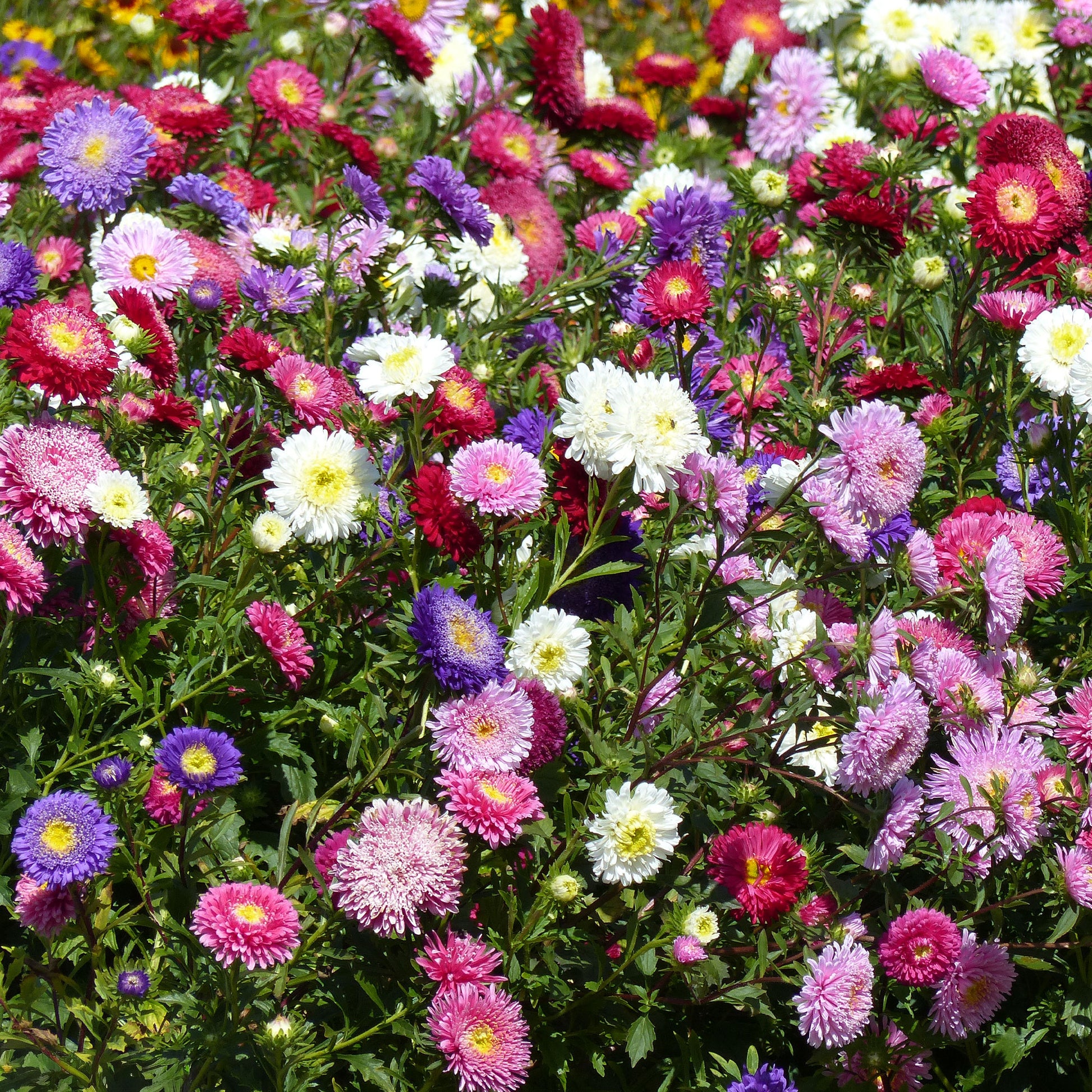 Zomeraster Mix 'Super Princess' - Callistephus chinensis - Bakker