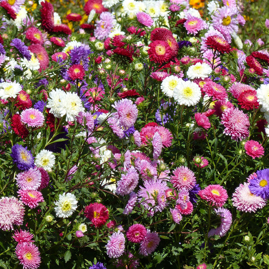 Zomeraster Mix 'Super Princess' - Bakker