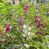 Balsamine Mix - Impatiens balsamina - Bakker