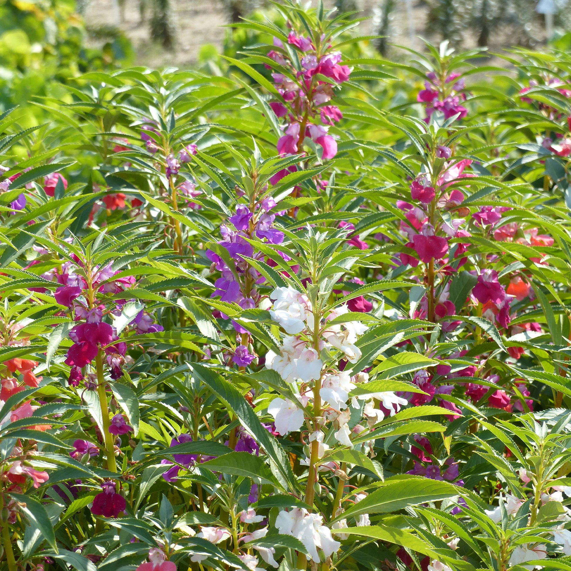 Balsamine Mix - Impatiens balsamina - Bakker