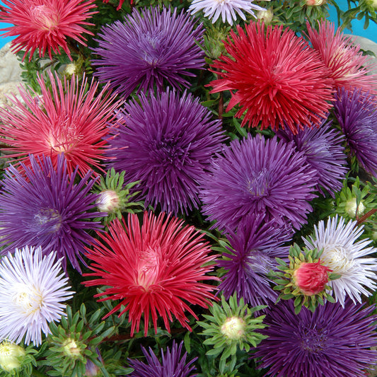 Zomeraster Mix 'Idyll' - Bakker