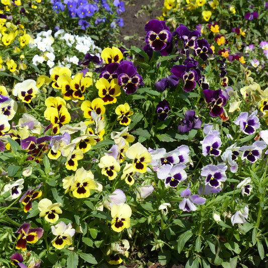 Grootbloemig viooltjes Mix