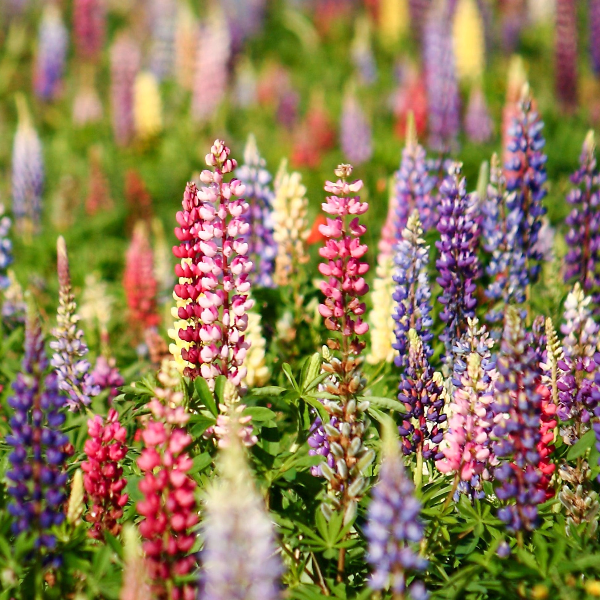 Lupine 'Russell' - Lupinus hybrid Russell - Bakker