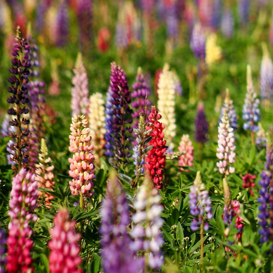 Lupine 'Russell'