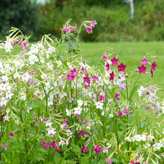 Siertabak Mix - Bakker