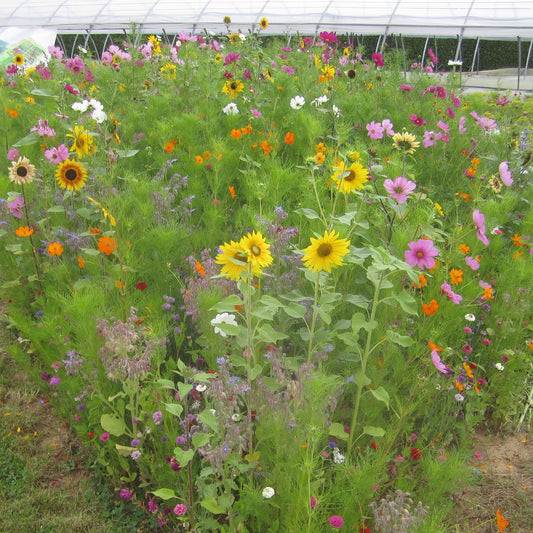 Drachtplanten Mix - Bakker