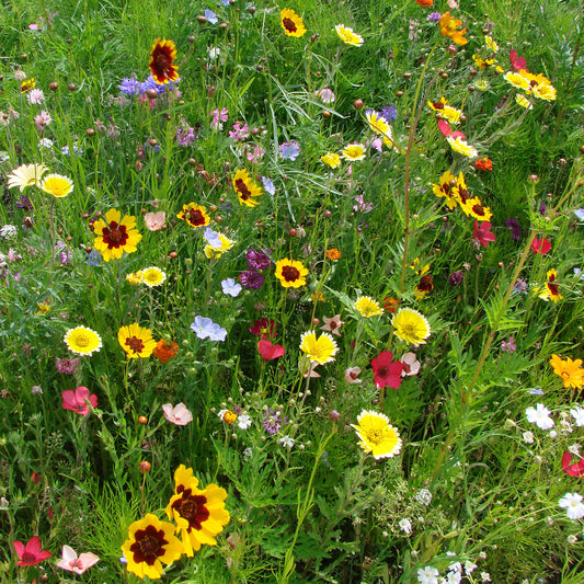 Bloemenmix 'Droogtetolerant'