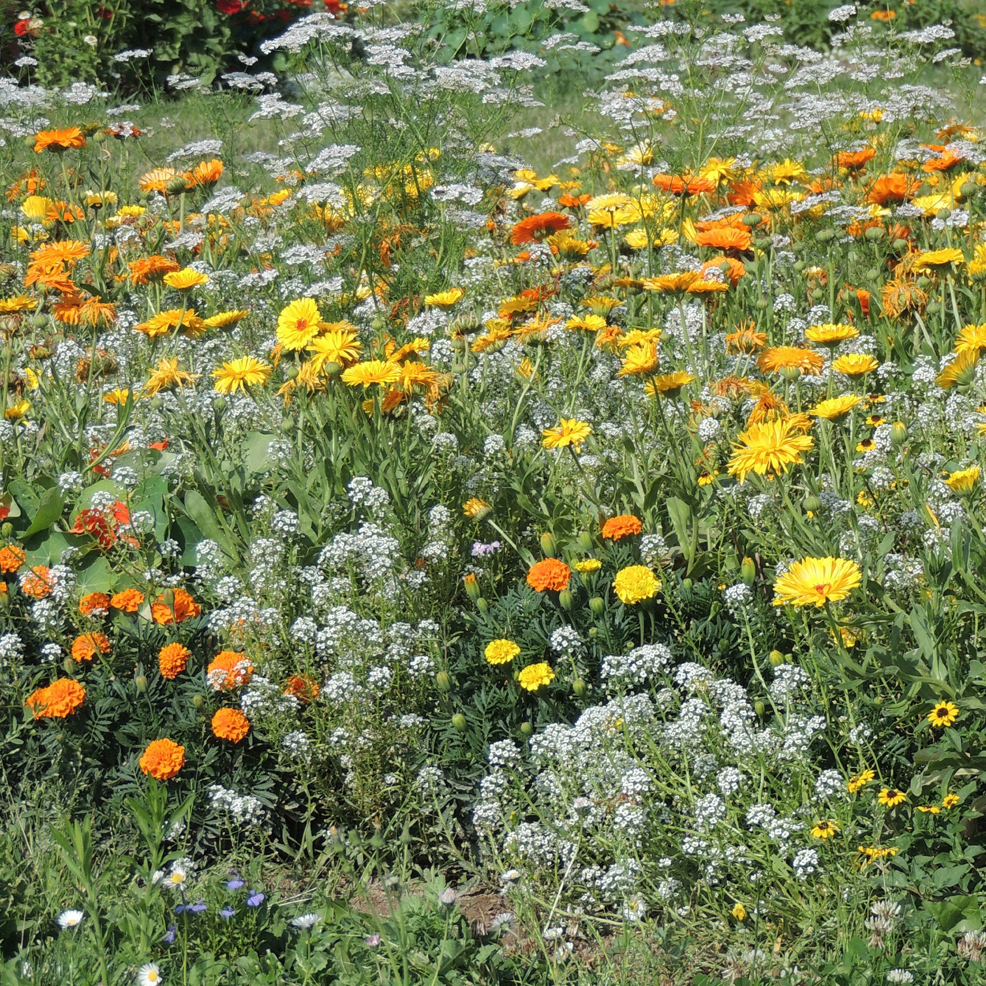 Anti-luizenbloemenmi -  - Bakker