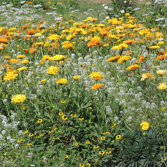 Anti-luizenbloemenmi - Bakker