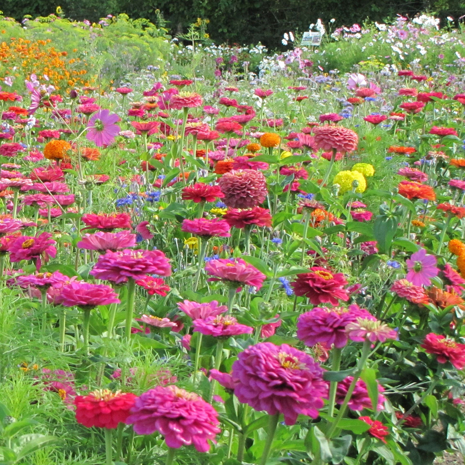 Plukbloemen Mix - Mélange fleuri spécial fleurs à couper - Bakker