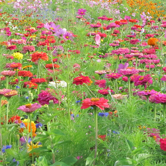 Plukbloemen Mix
