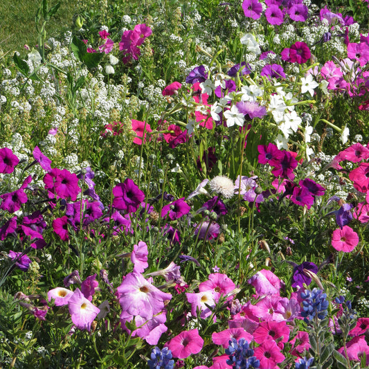 Geurende bloemenmix