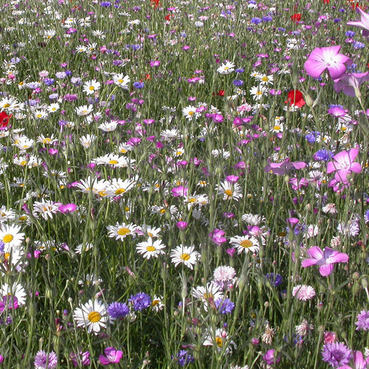 Veldbloemenmix - Bakker