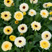 Goudsbloem Ivory Princess - Bakker