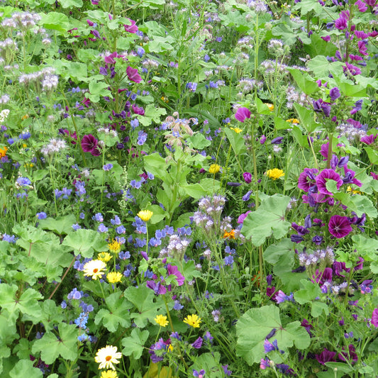 Intensieve nectarbloemenmix - Bakker