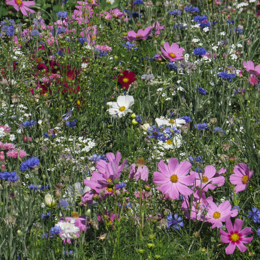 Pastelkleurige bloemenmix - Bakker