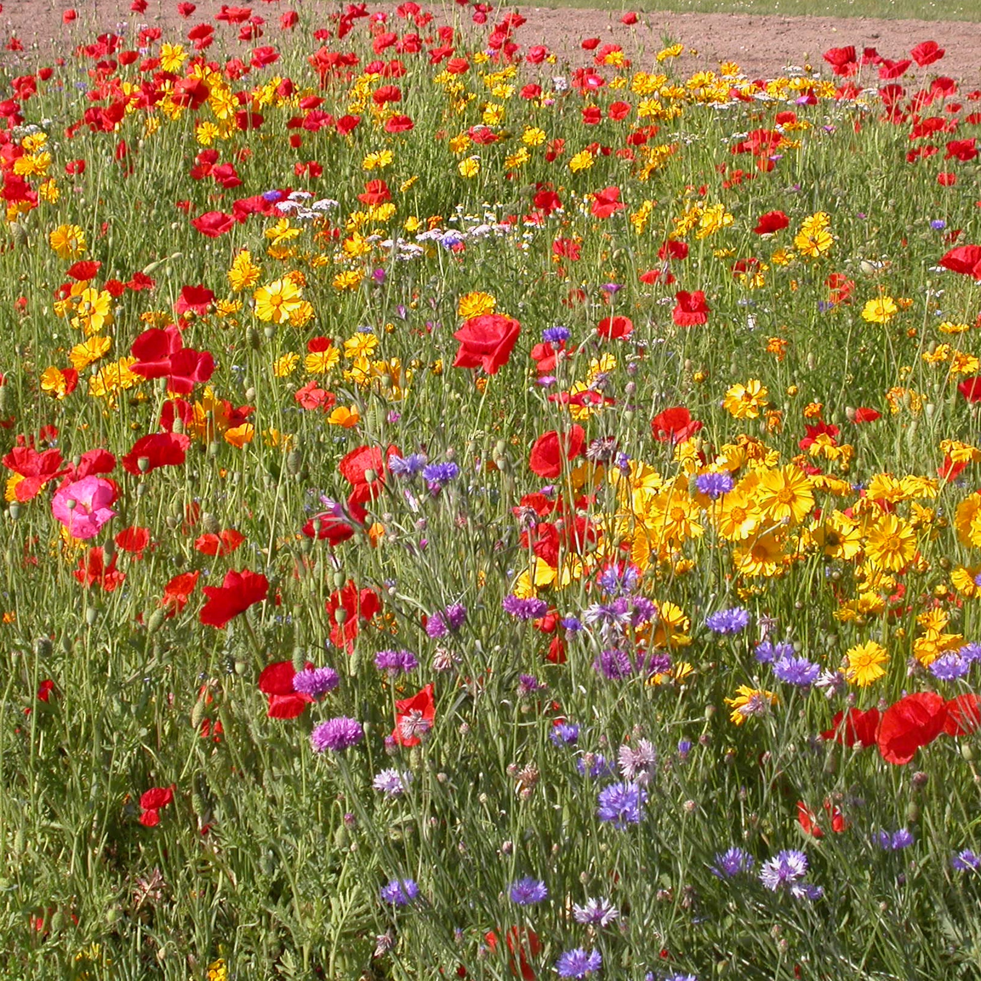 Rustieke bloemenmix - Bakker