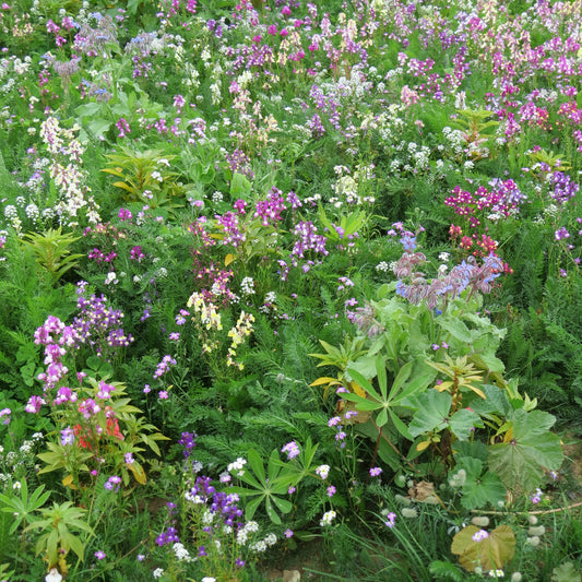 Bloemenmix voor schaduwrijke plekken - Bakker