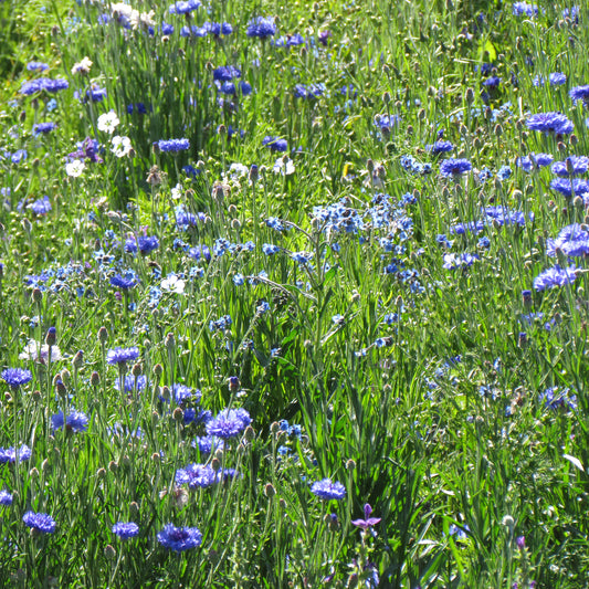 Blauwe bloemenmix - Bakker