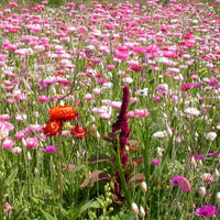 Bloemenmengsel voor droogbloemenboeket - Bakker