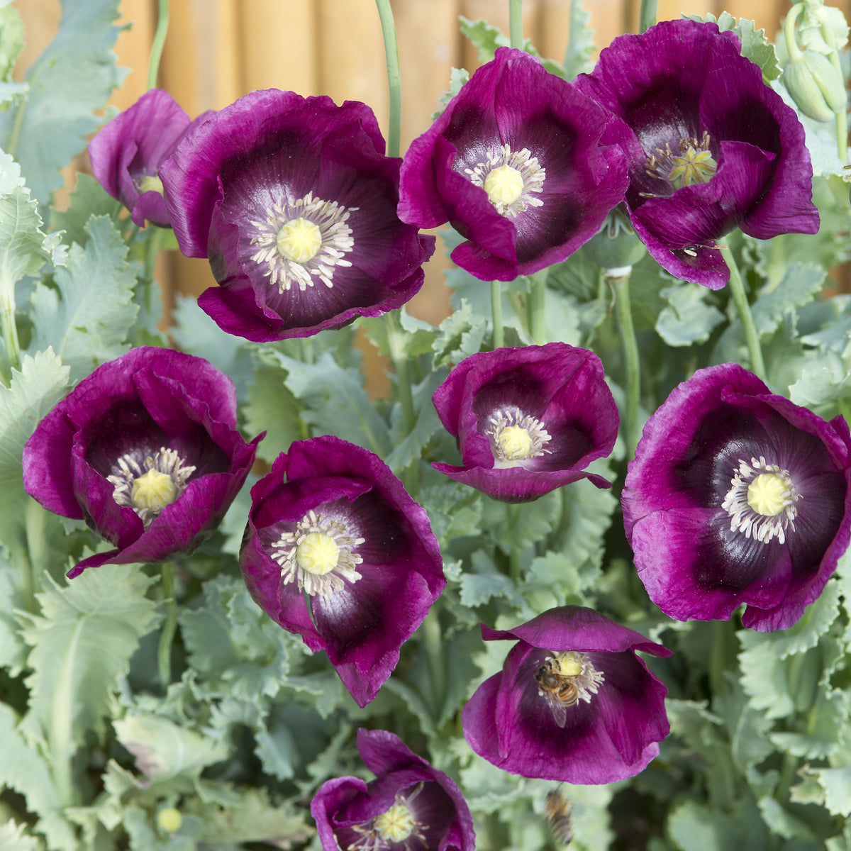 Slaapbol 'Lauren's Grape' - Papaver somniferum Lauren's Grape - Bakker