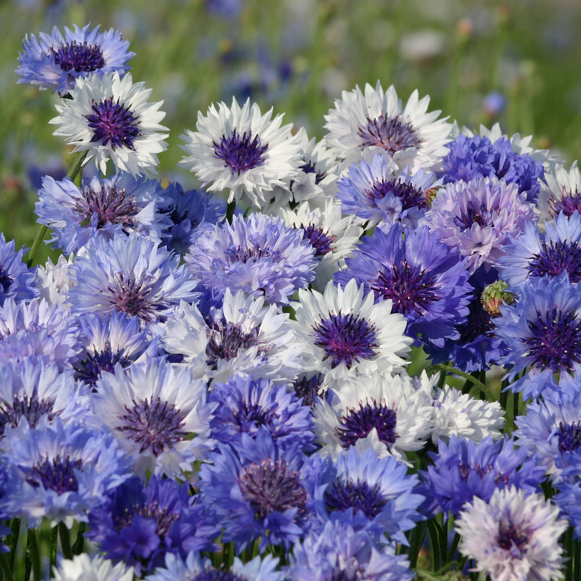 Korenbloem Classic Fantastic - Bakker