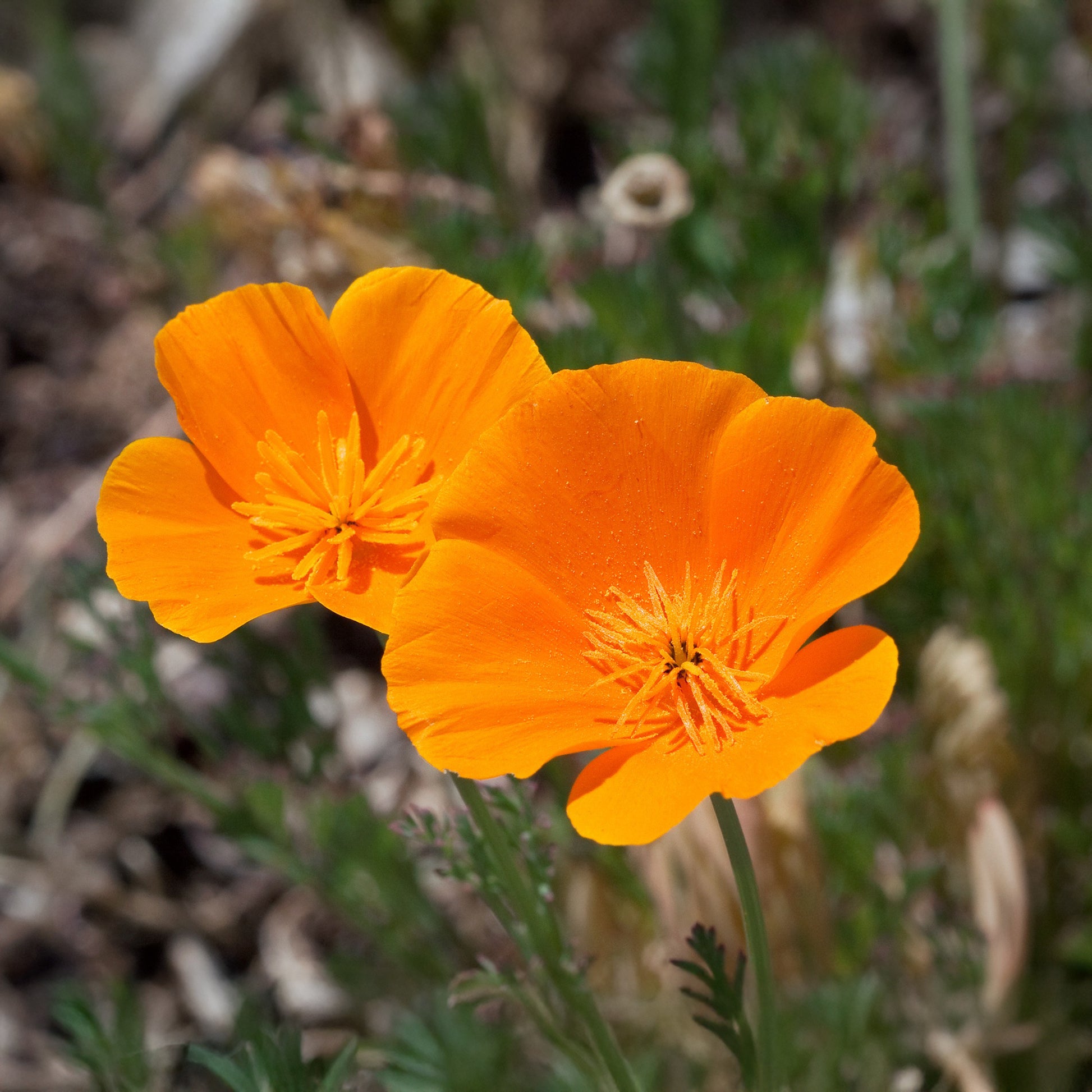 Eschscholzia californica 'Aurantiaca' - Slaapmutsje 'Aurantiaca' - Eetbare bloemzaden